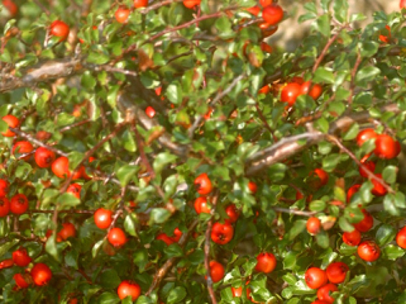 Low cotoneaster