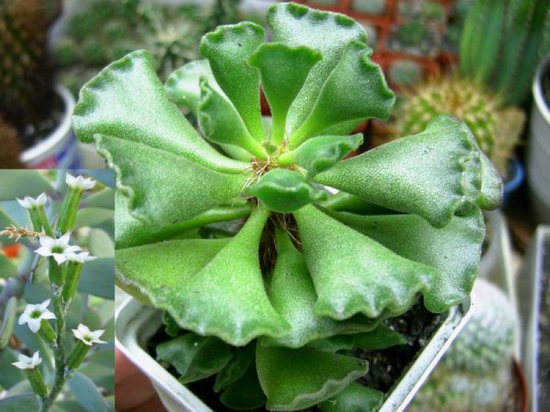 Адромискус