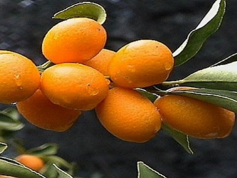 Эгле мармеладная