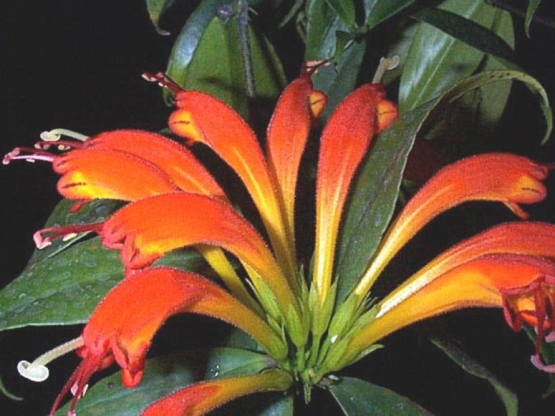 Эсхинантус