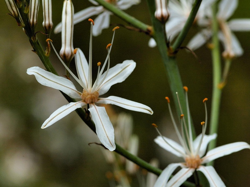 Асфоделюс мягкий