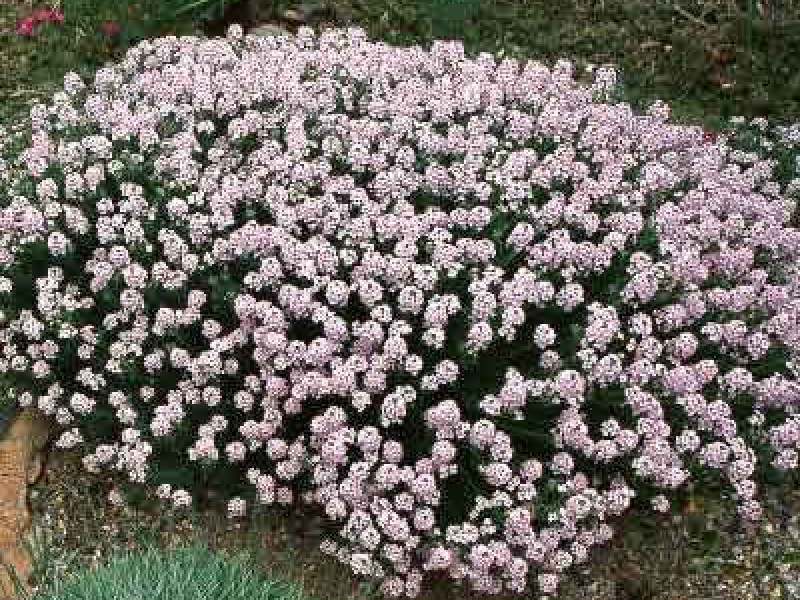 Крылотычинник