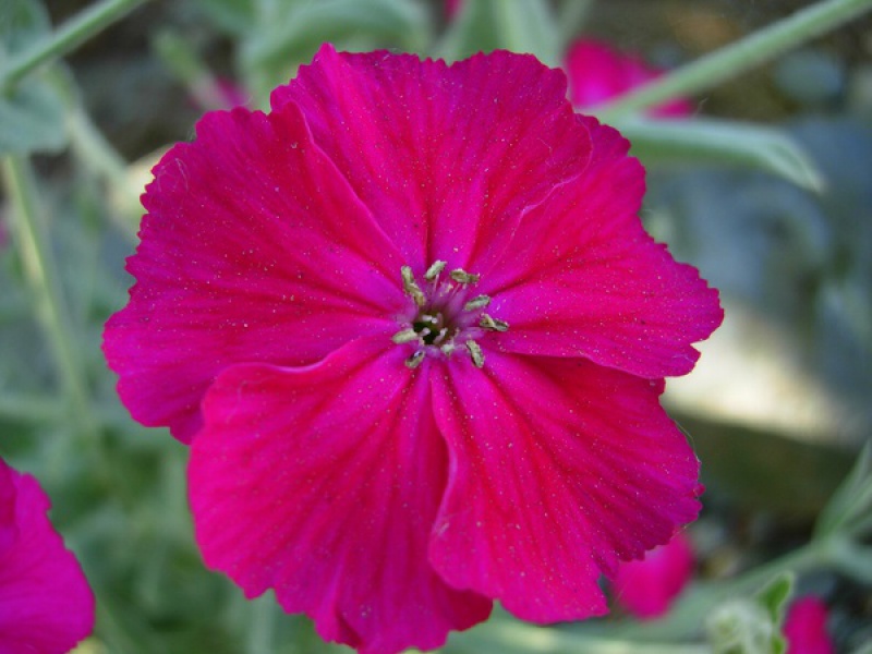 Агростемма или Куколь