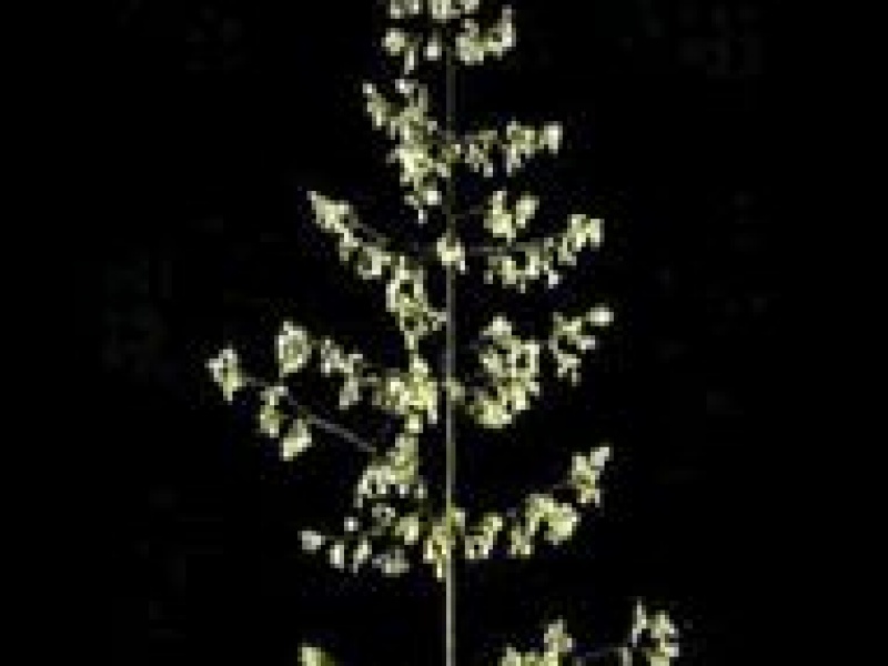 Полевица белая