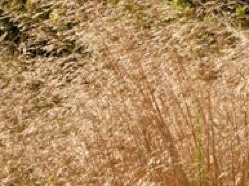 Полевица собачья