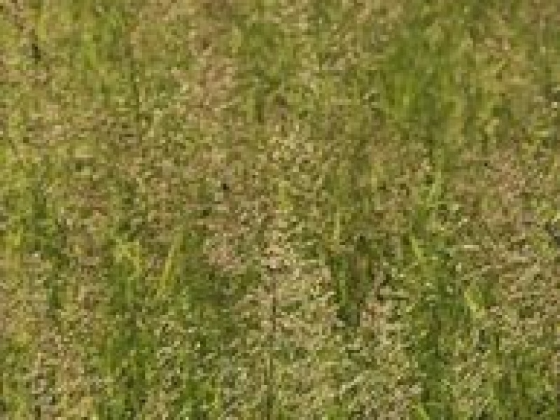 Полевица тонкая