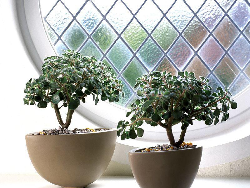 Аихризон, или «дерево любви»