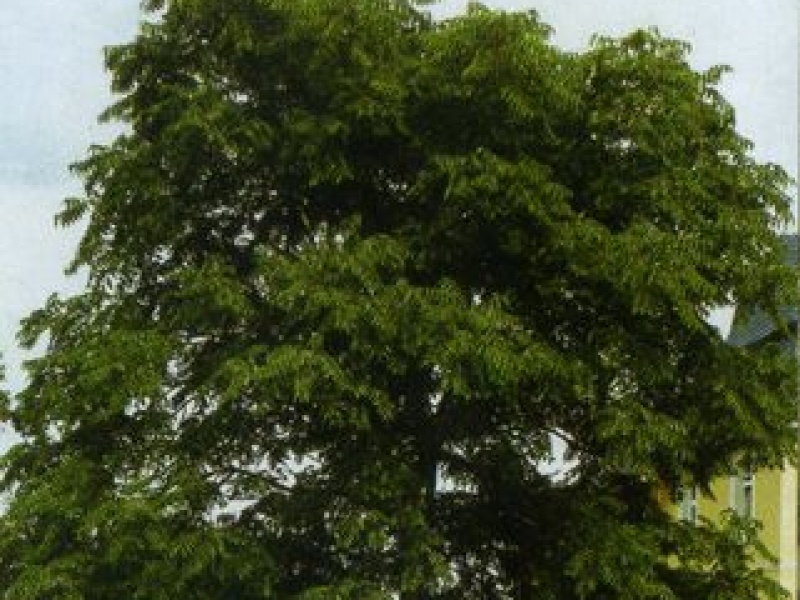 Ailanthus altissima