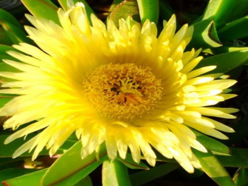 Аизооновые