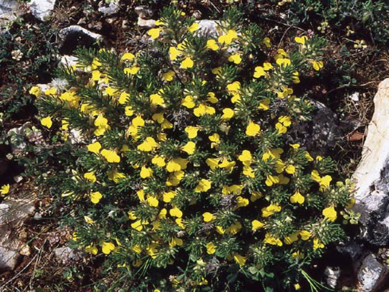 Живучка псевдохиоская