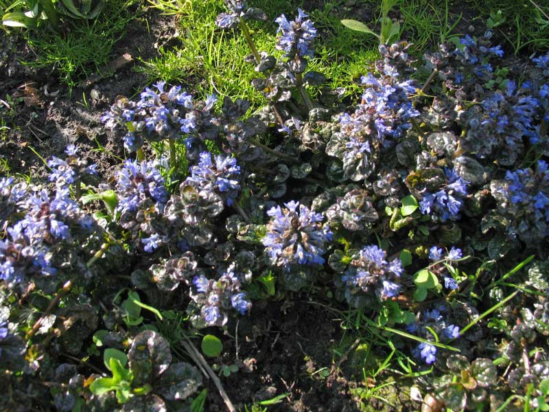 Живучка пирамидальная