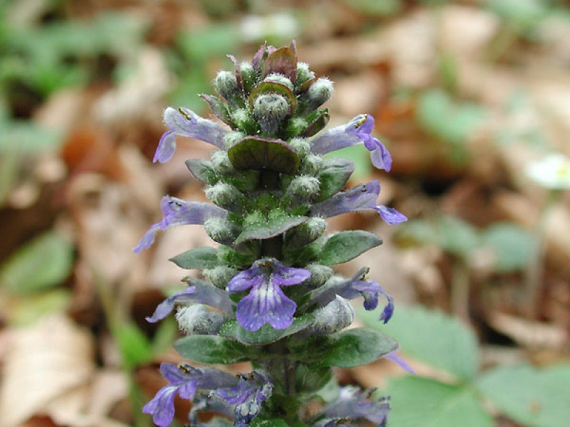 Живучка ползучая