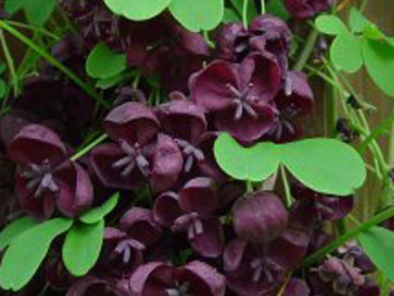 Five-leaf akebia, climbing cucumber