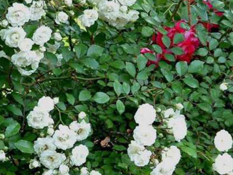 Carpet rose 'Alba Meidiland'