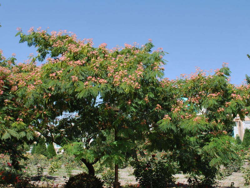 Акация шелковая