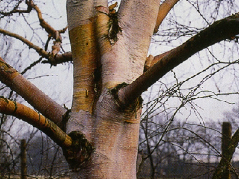 Copper-colored Birch