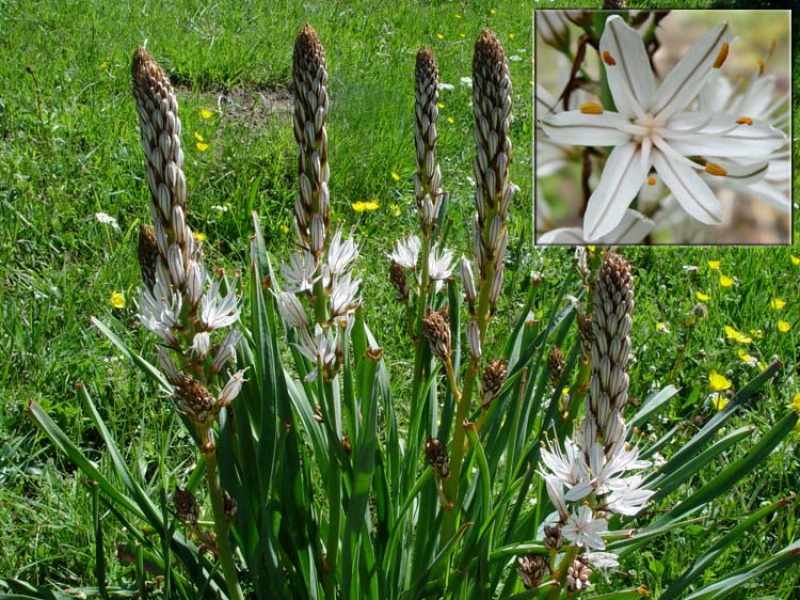 Асфоделюс белый