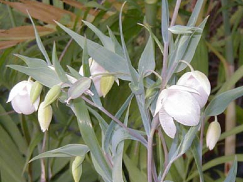 Калохортус белый