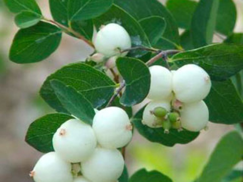 White snowberry