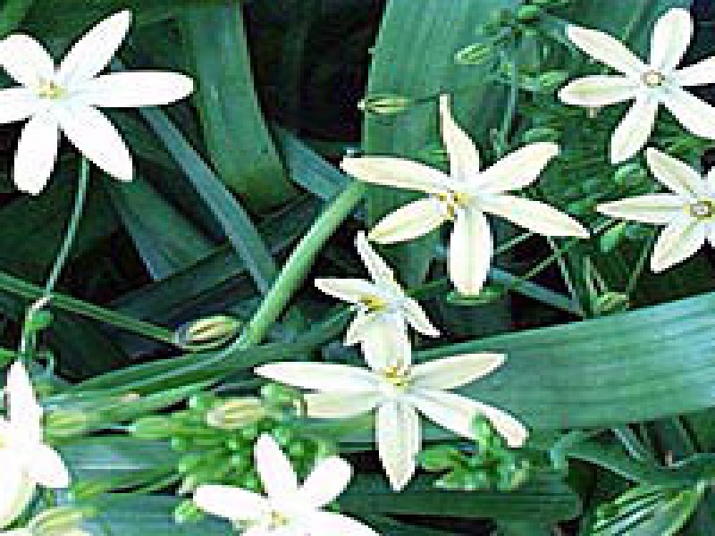 Каллипрора