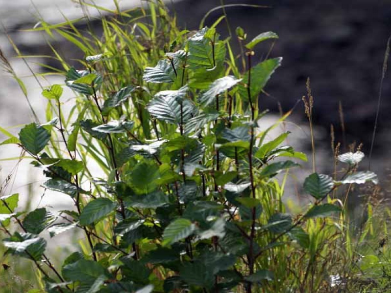 Ольха кустарниковая