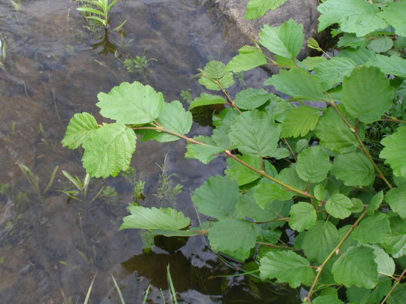 Ольха пушистая