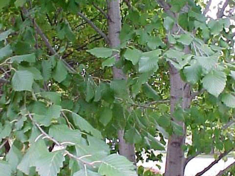 Ольха маньчжурская