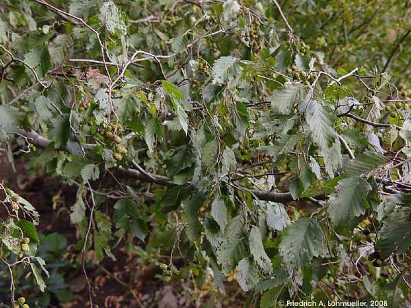 Ольха полусердцевидная