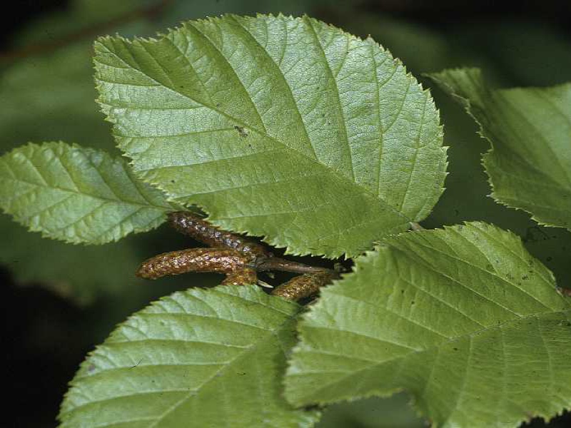 Ольха зеленая