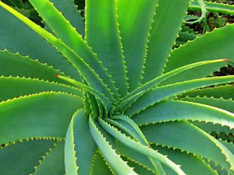 Алоэ или Столетник