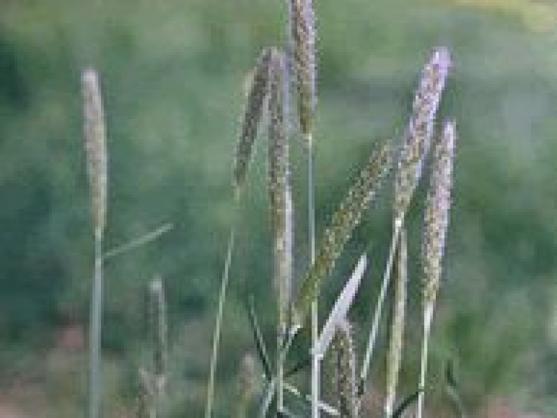 Алопекурус, Лисохвост