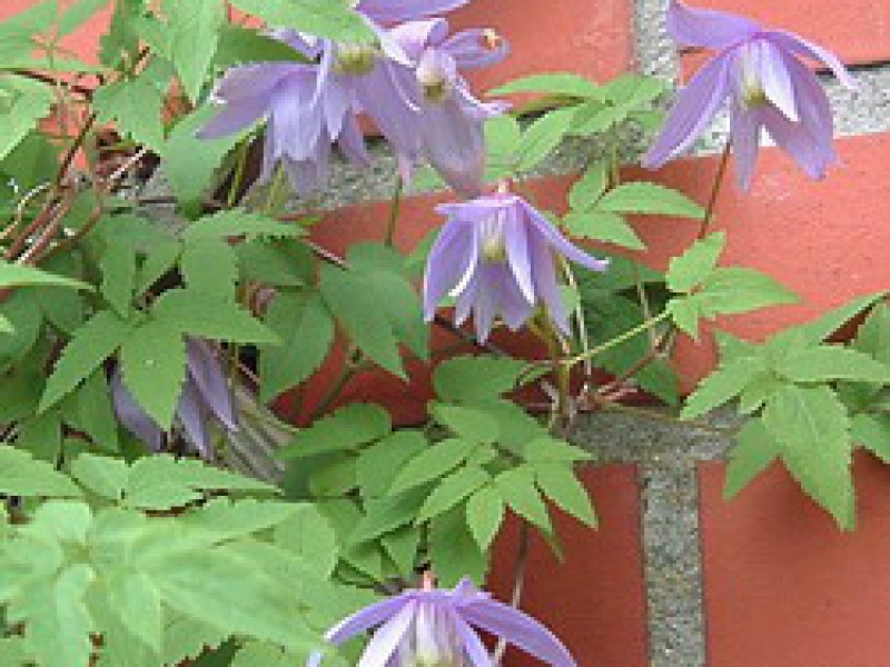 Alpine clematis