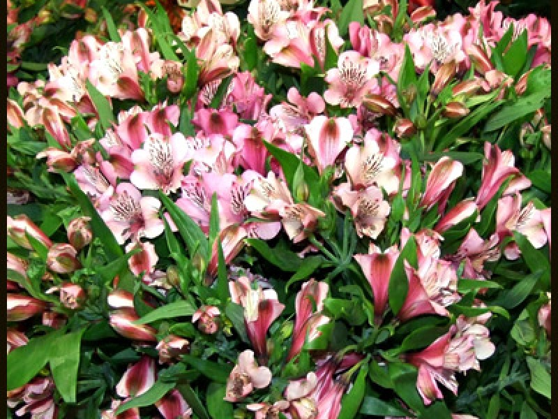 Альстремерия