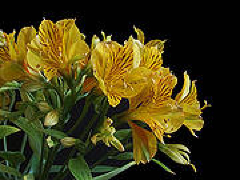 Альстремерия оранжевая