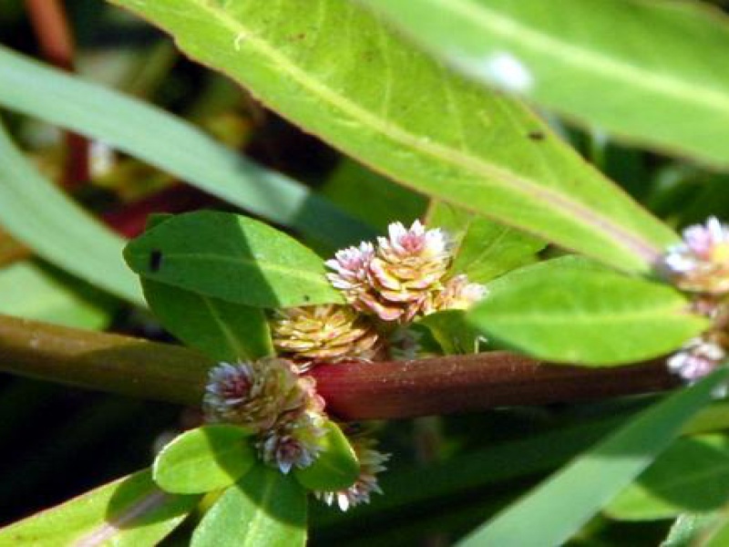 Альтернантера