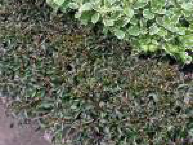 Альтернантера милая