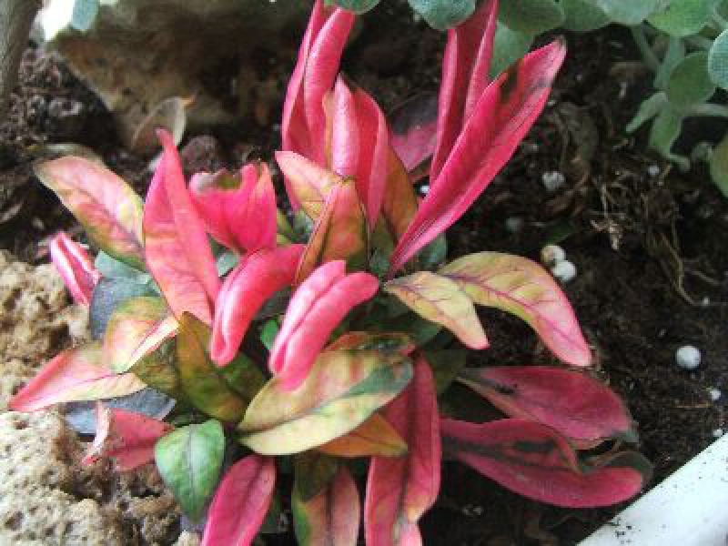 Альтернаитера Бетзика