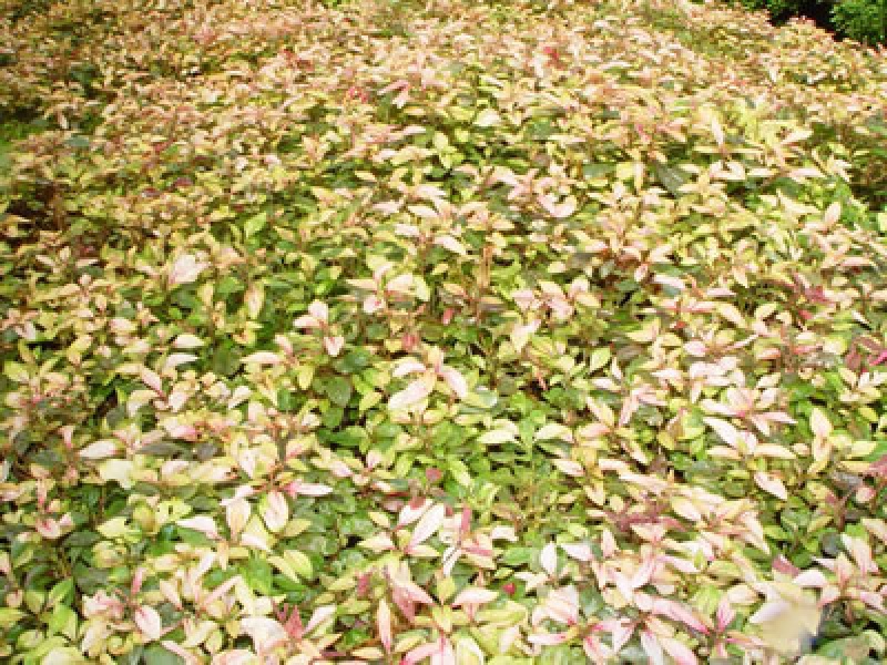 Альтернантера разноцветная