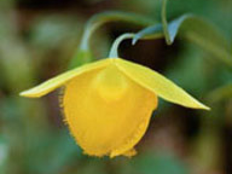 Калохортус приятный