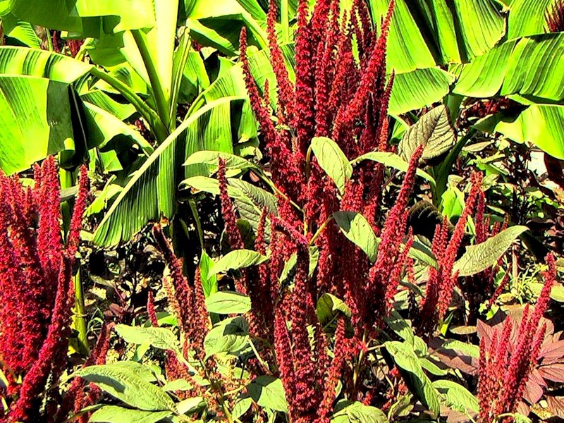 Амарант метельчатый