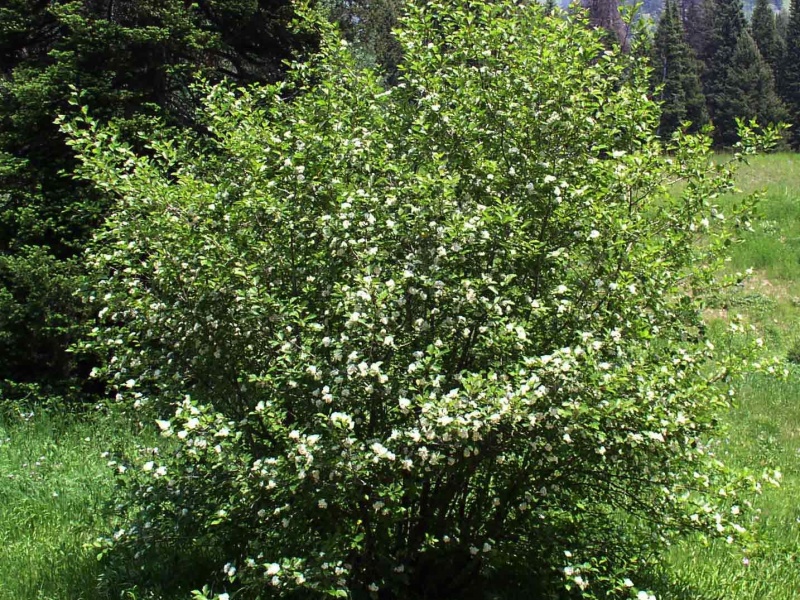 Ирга ольхолистная
