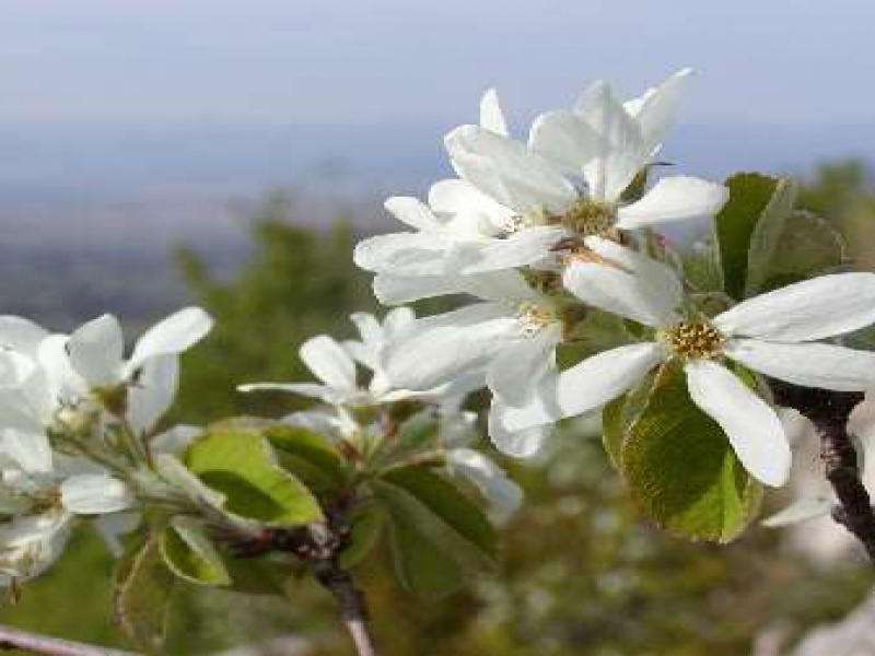 Ирга круглолистная