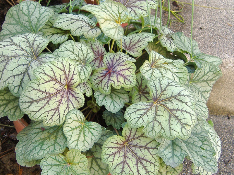 Гейхера американская