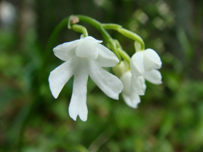 Амитостигма Киношиты