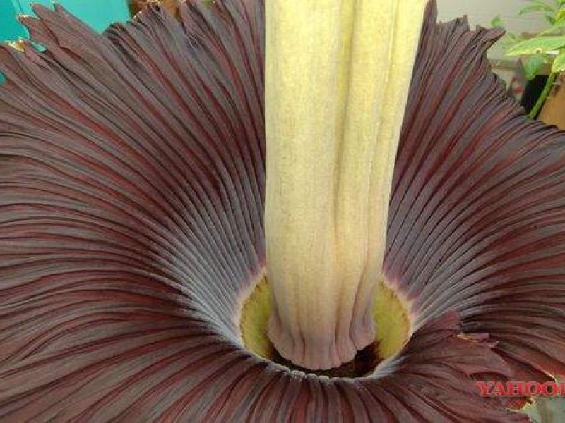 Аморфофаллус