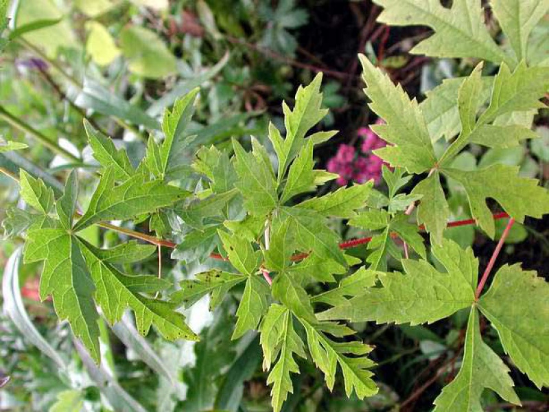 Виноградовник аконитолистный