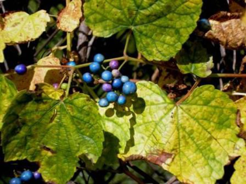 Виноградовник разнолистный