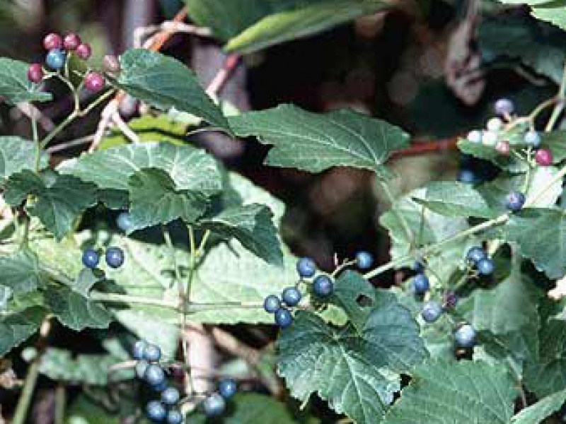 Виноградовник японский