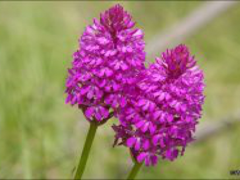 Анакамптис пирамидальный