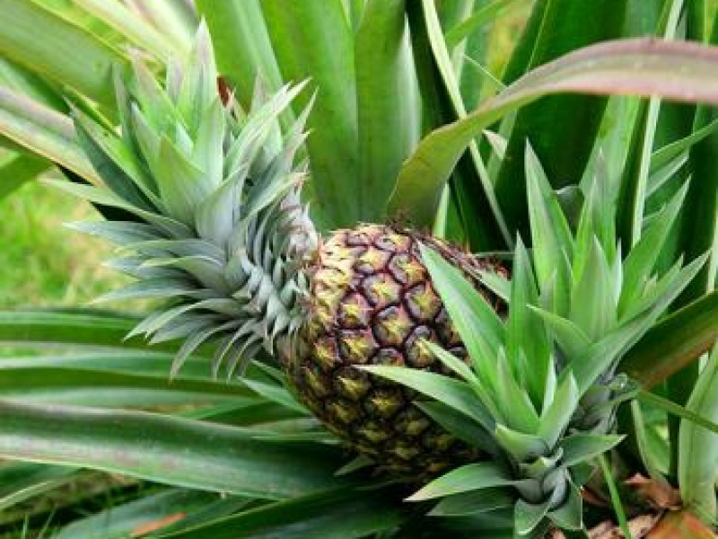 Ананас